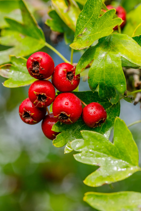 Bayas de Espino (Hawthorn)
