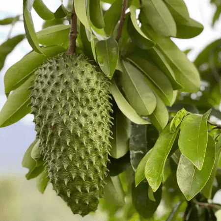 Extracto Concentrado de Hoja de Graviola